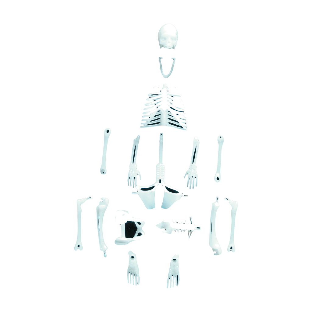 Copernicus Glowing Human Skeleton